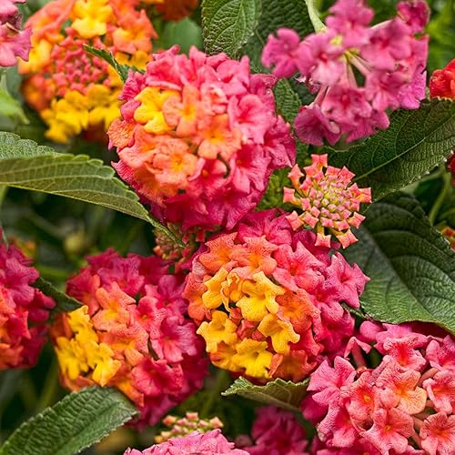 Lantana - Semillas de flores para plantar, más de 250 semillas de Lantana de colores mixtos para plantar semillas de flores perennes sin OMG