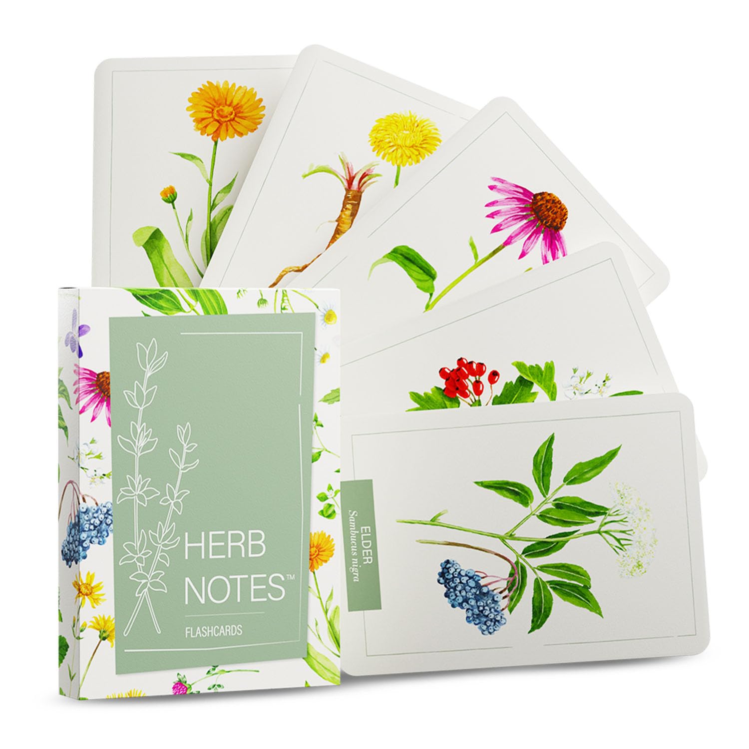 Herb Notes Flash Cards – Discover 48 Essential Herbs with Elegant Botanical Illustrations – Color Flash Cards to Learn Uses, Parts & Preparations Anytime – A Practical Guide for Beginners & Herbalists
