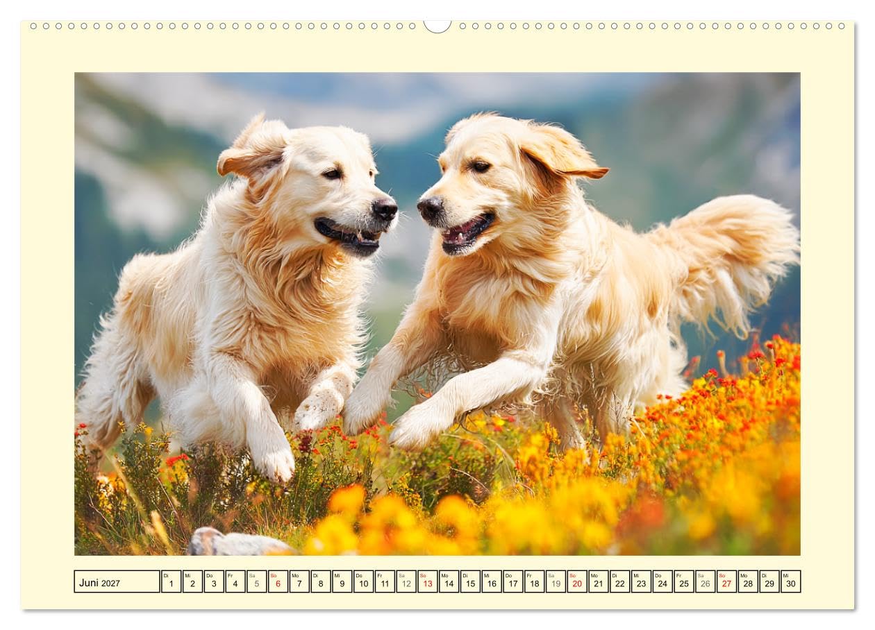 CALVENDO - Golden Retriever. Treue Seelenhunde in der Bergwelt (hochwertiger Premium Wandkalender 2027 DIN A2 quer), Kunstdruck in Hochglanz: Inmitten der majestätischen Alpenkulisse zeigen diese toll