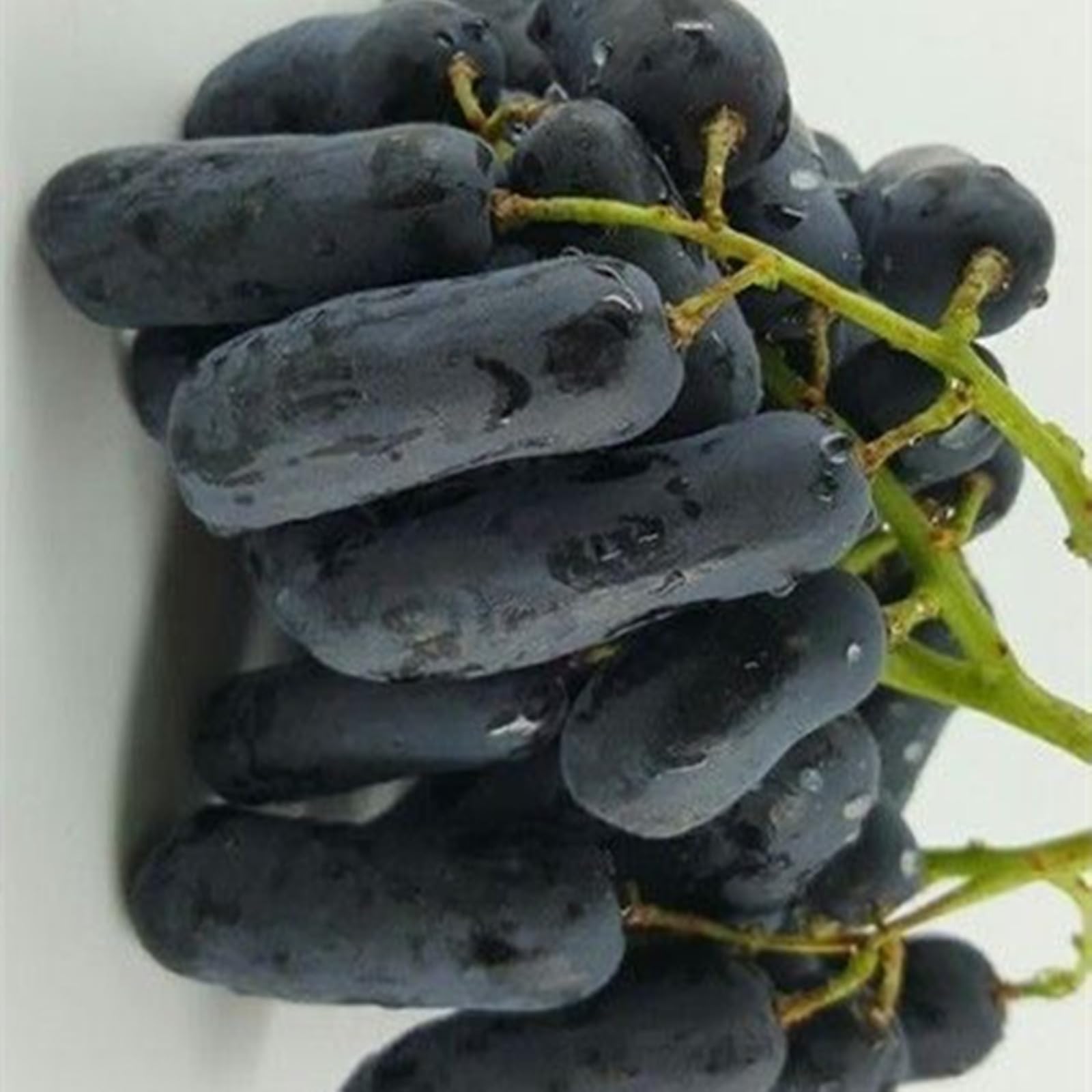 Ggrape Bare Root, Excellent Display,Good for Containers Finger Grape Root, Grape Vine Plant-5 Roots-G