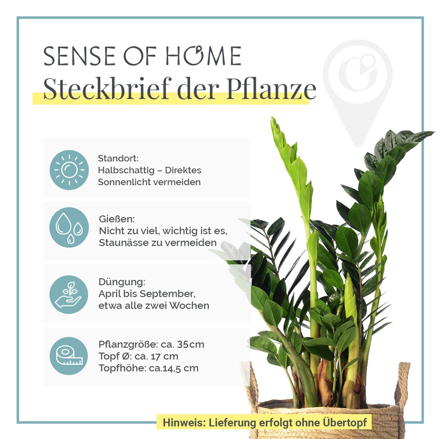 monstera dubia vs scindapsus Monstera 'Dubia' (Shingle Plant) main image 0
