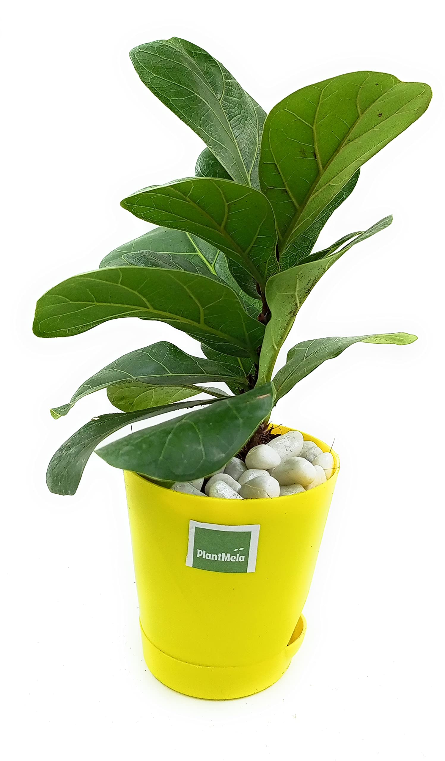 PlantMela Ficus Lyrata Fiddle Leaf Fig Plant with Self Watering Pot With White Pebble (Yellow) (B0B7XVHGXT) Amazon Price History, Amazon Price Tracker