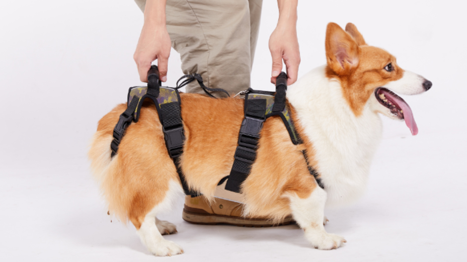 Coodeo Dog Lift Harness, Full Body Support & Recovery Sling, Pet Rear Leg Support Rehabilitation Lifts Vest, Dog Carrier… - Image 7