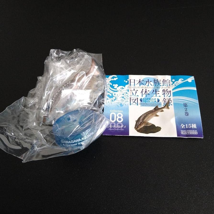 海洋堂 日本水族館立体生物図録 第2弾 「シロチョウザメ」新品未開封品 716ROrxr5rL._UF894,1000_QL80_.jpg