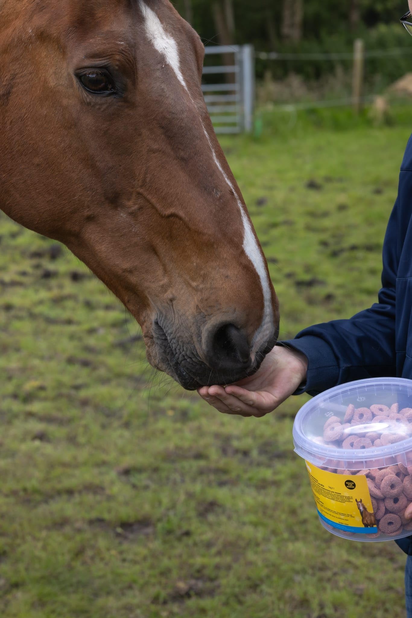 Boomy - Dulces de caballo - Dulces de recompensa sin azúcar para caballos - anillo de zanahoria - 1kg (Normal, Manzana)