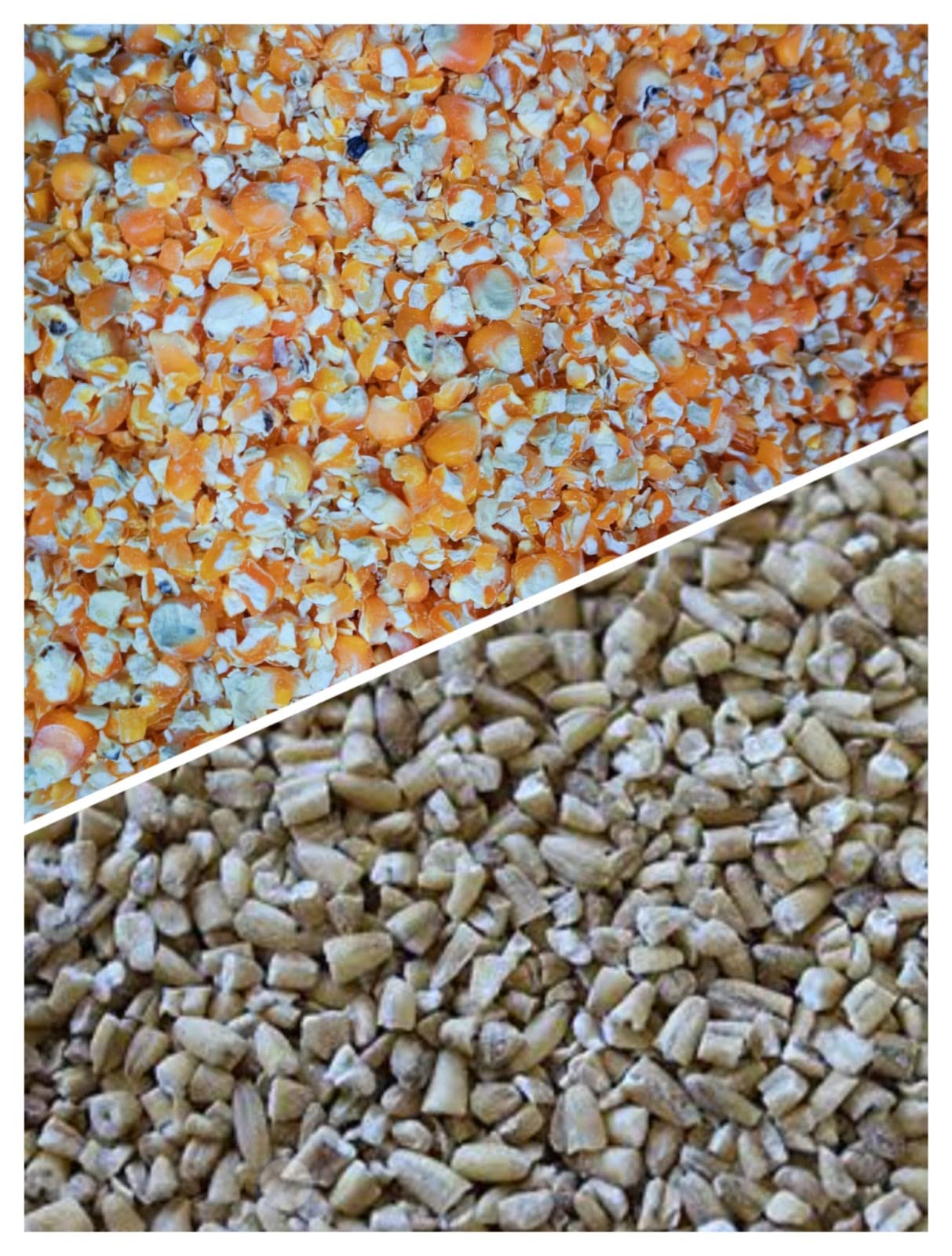 ओबराय -Cow Buffalo Food 4kg /Combo of Two - (गेहूं का दलिया) Cracked Wheat 2 KG/ (मक्के का दलिया) Cracked Corn 2 KG (4000 Grams Animal Food) (B09WF4574D) Amazon Price History, Amazon Price Tracker