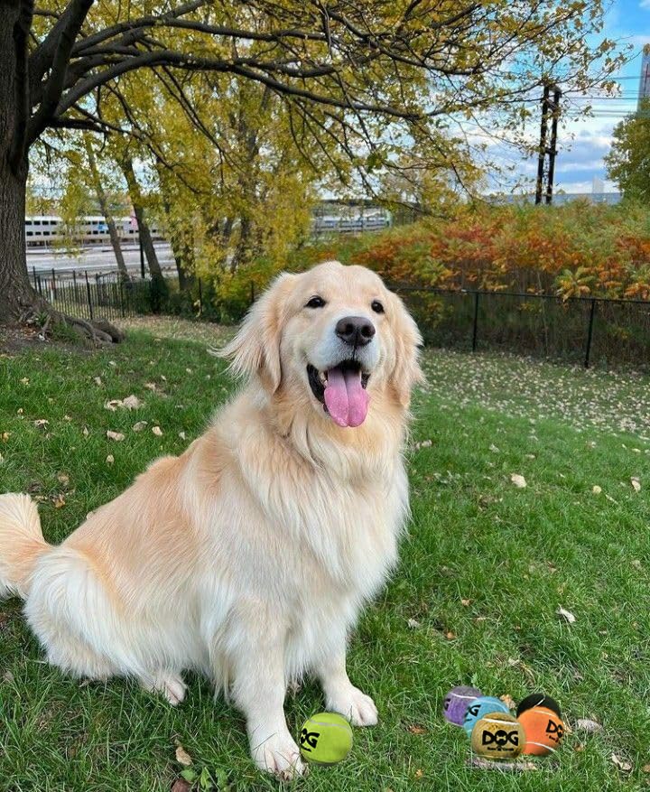 Insum Quietschende Tennisbälle Für Hunde – 12 Stück, Bunt, Mit SGS-Siegel (6,3 Cm)