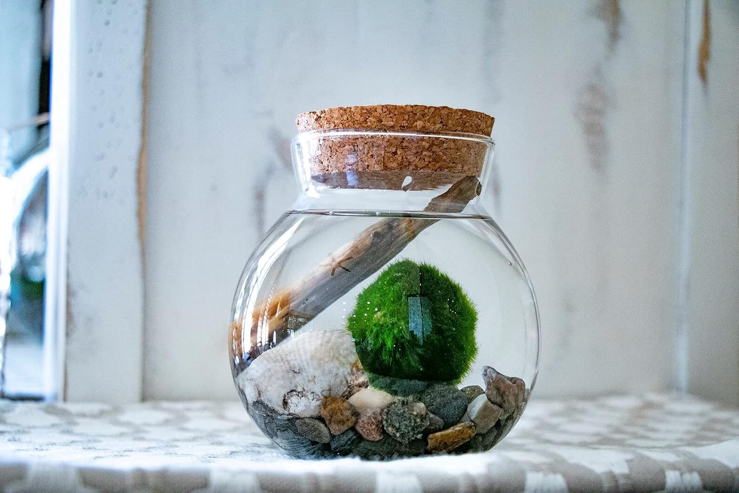 50 Seeds Marimo Moss Ball Kit Marimo Moss Ball Terrarium Kit Marimo