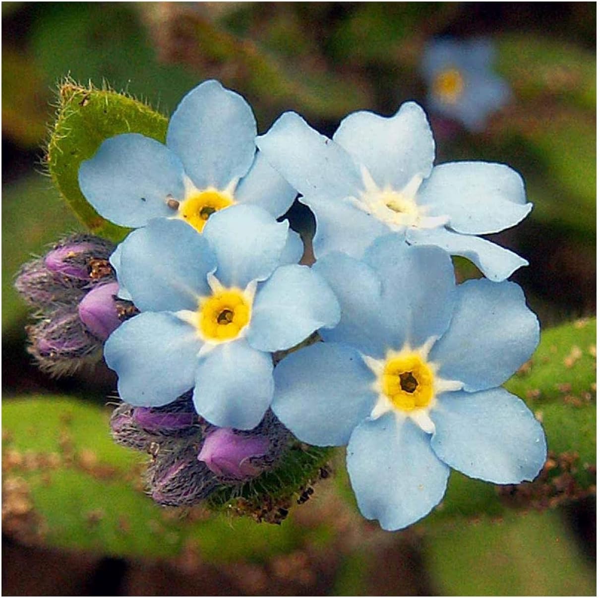 Everwilde Farms - 1/4 Lb Forget-Me-Not Wildflower Seeds - Gold Vault