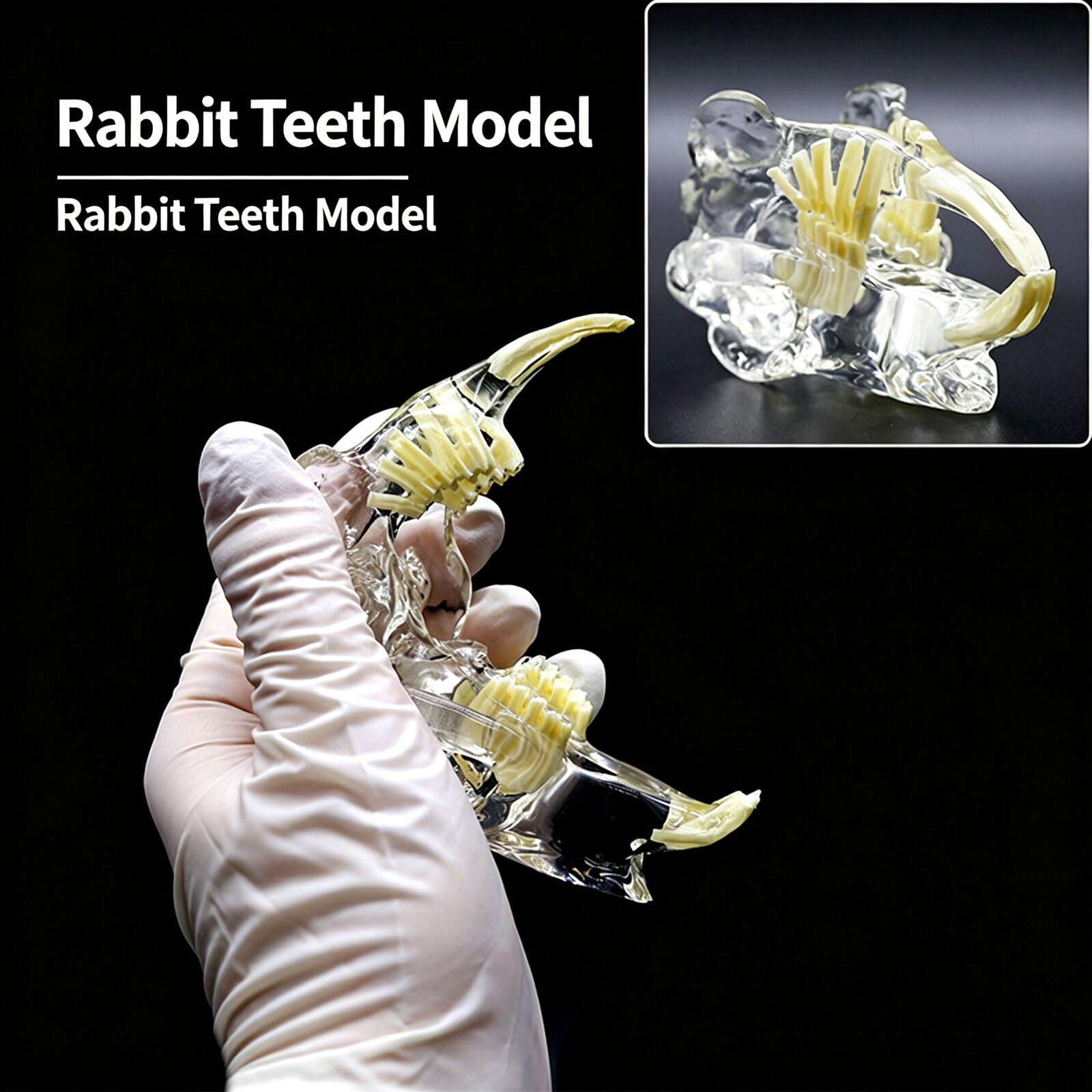 Modelo anatómico transparente para perro, gato, conejo, dientes, calavera, modelo anatómico, fisiología, educación, veterinaria, oficina, enseñanza, decoración