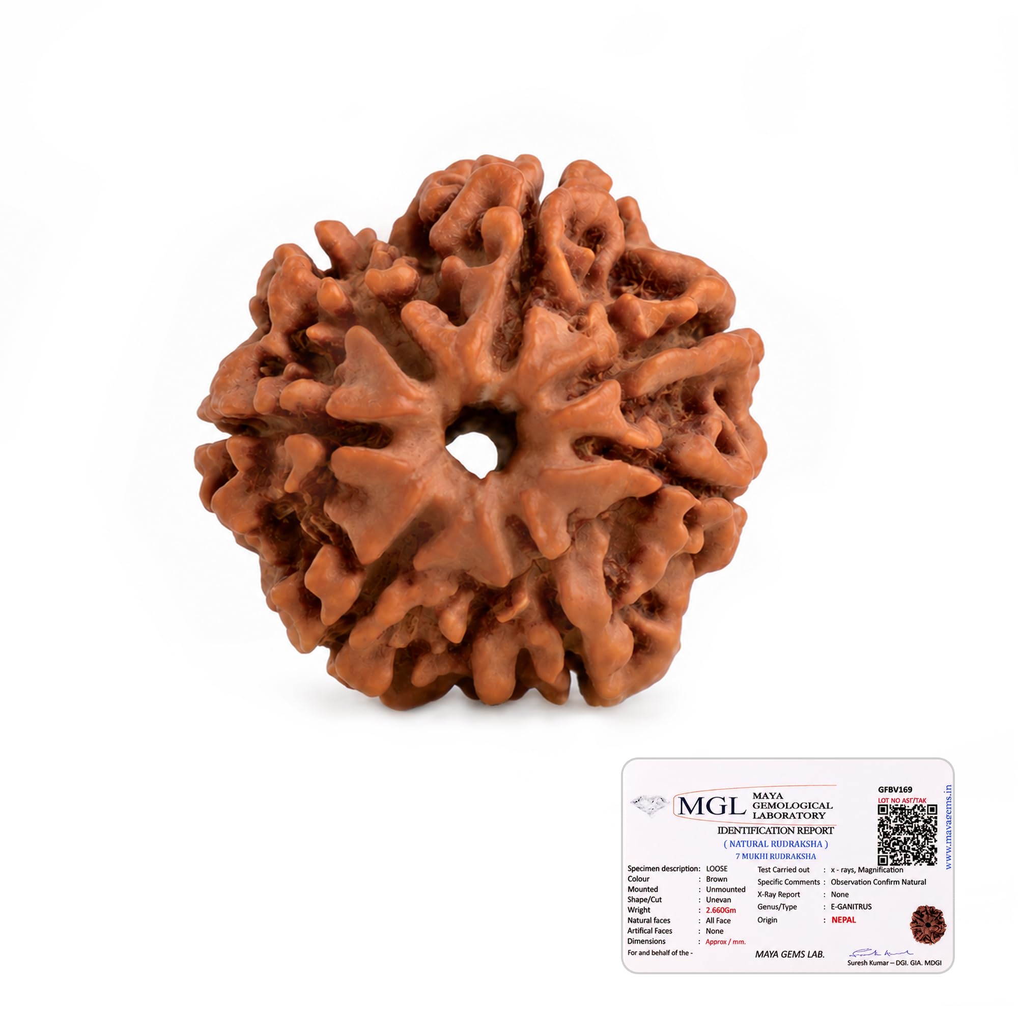 Nepal Origin 7 Mukhi Rudraksha | Attract Wealth & Prosperity | Financial Stability, Peace & Spiritual Growth | Sacred Rudraksha Bead for Women & Men-image-47