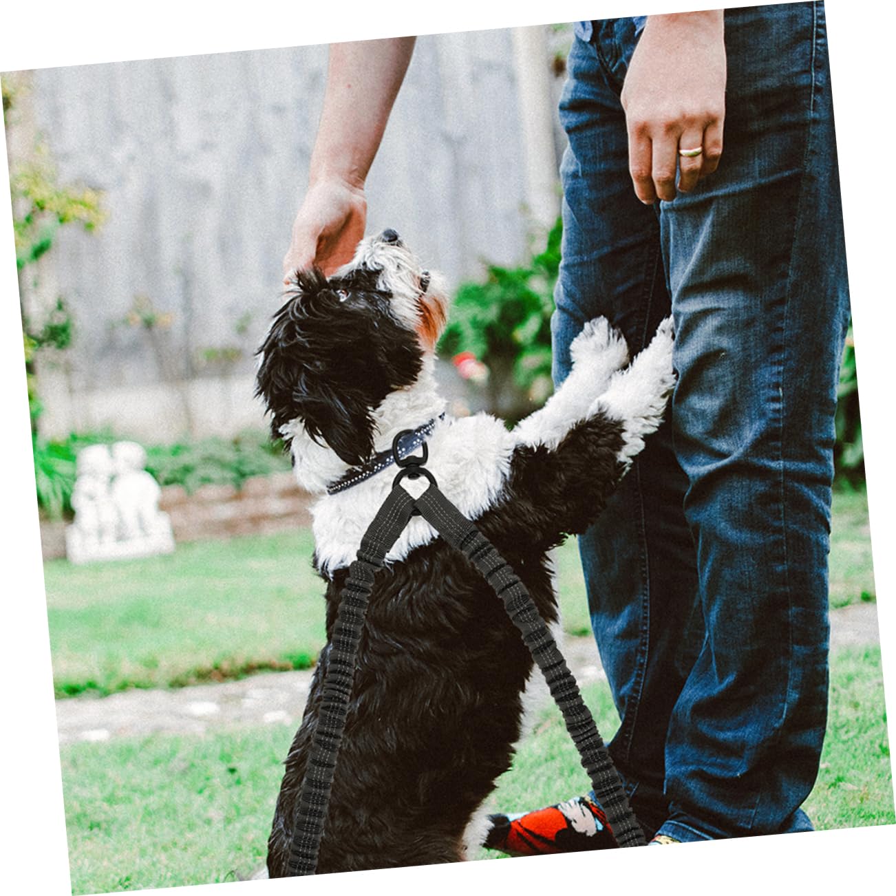 Lot De 3 Laisses pour Chien avec Corde De Traction Réfléchissante pour Course en Extérieur
