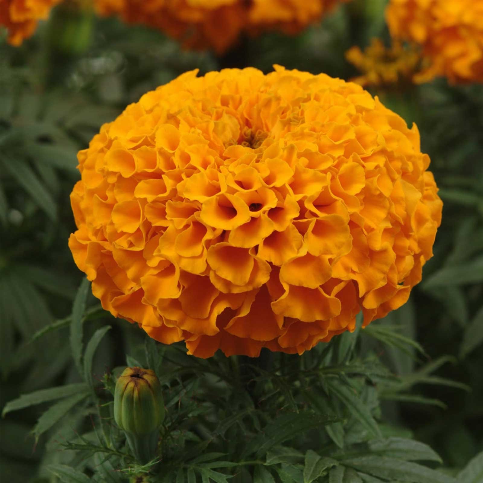 Seeds Flower Hybrid Seeds Marigold african tall mixed Color 40+