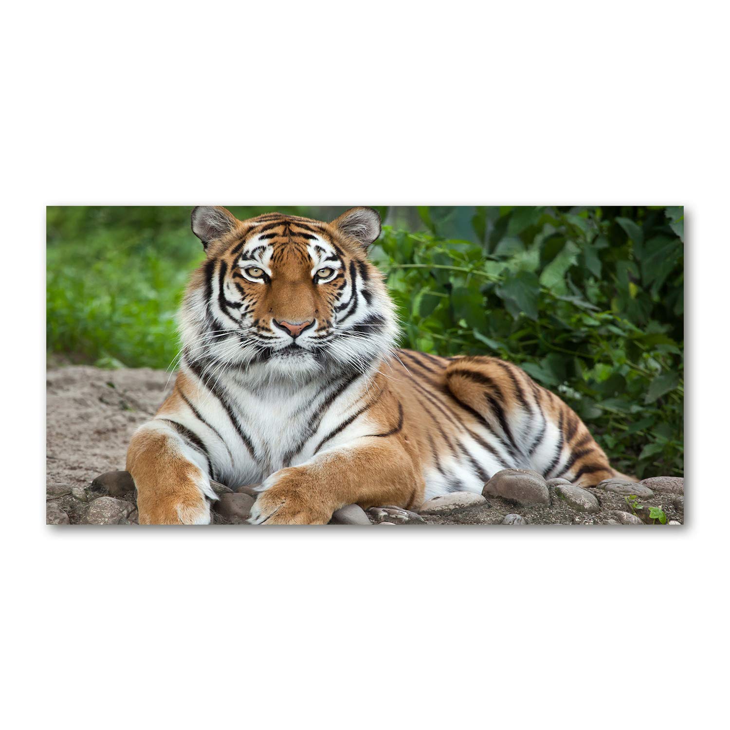 Tulup Brown Glass Picture Wall Art - 100X50cm - Tempered Glass Decoration - Print For Living Room Bedroom - Toughened Glass Image - Glass Picture Wall Art - Siberian Tiger