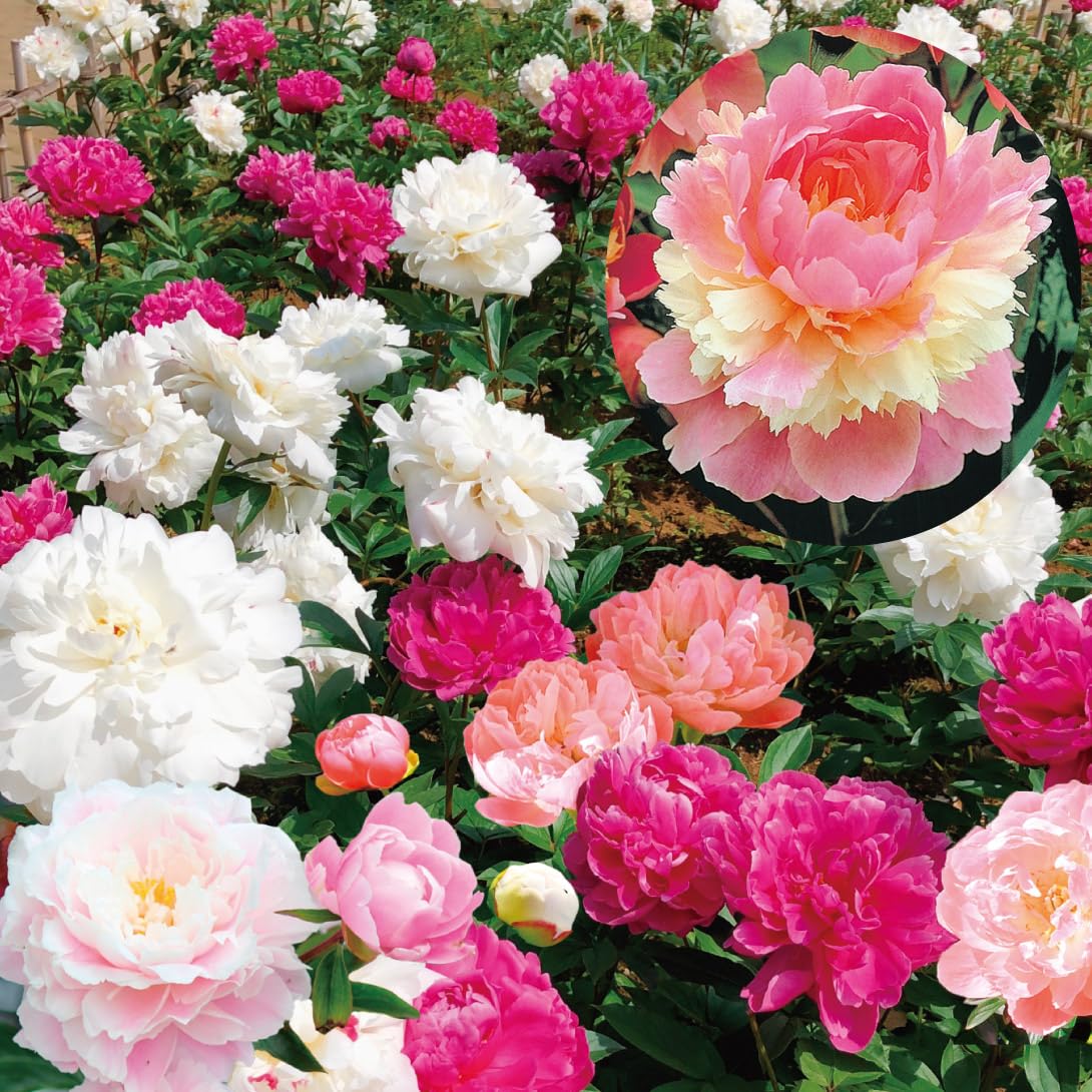ゆる様　日本芍薬　8寸高さ88㌢蕾9個 Amazon.co.jp: 花木苗 芍薬 おまかせシャクヤクセット(品種見計らい