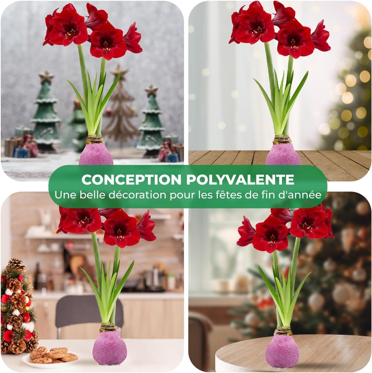 Amaryllis Bulbe Paillettes rose en cire - 2 pièces
