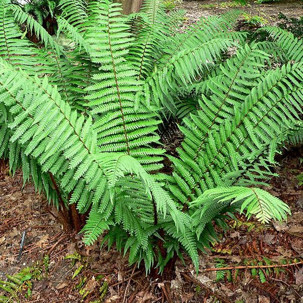 6x Wallichs Wurmfarn - Dryopteris wallichiana - Topf 9x9cm - Eleganter Schattenfarn