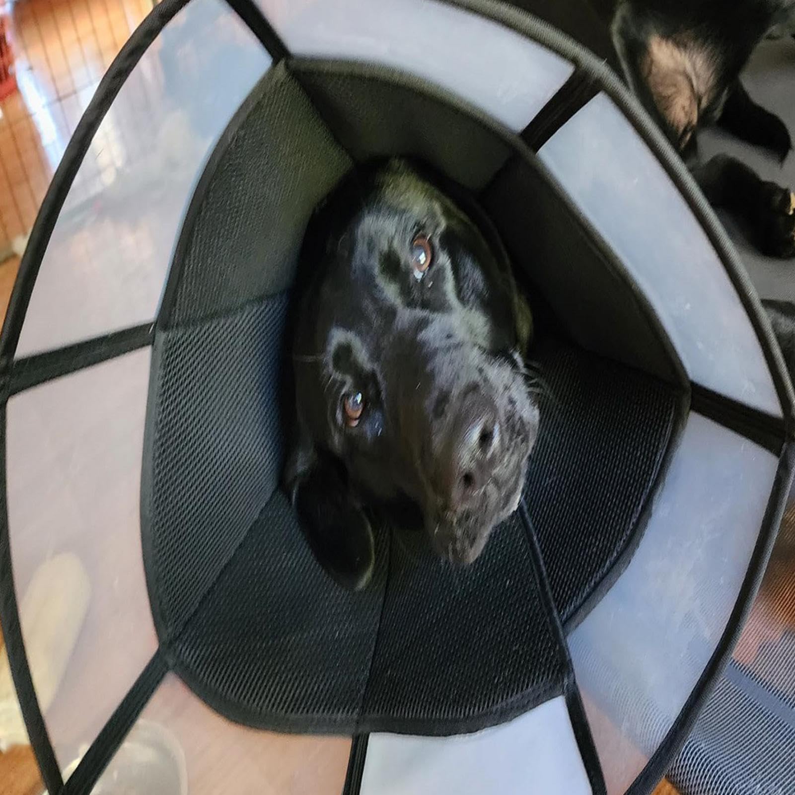 Cono Per Cani Piccoli - Guardia Protettiva Regolabile Anti-Leccamento - Cono Traspirante | Per La Protezione Delle Ferite La Cura Del Collo E La Gestione Della Salute Del Vostro Cane