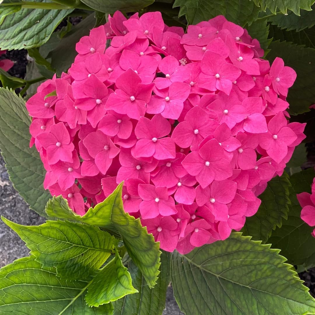 Hydrangea Live Plant in 2.5 Inc Pot, Hydrangea Tree Shrub Bush Perennial Outdoor Planting, Change Color Each Season (Rebloomer Pink Purple)