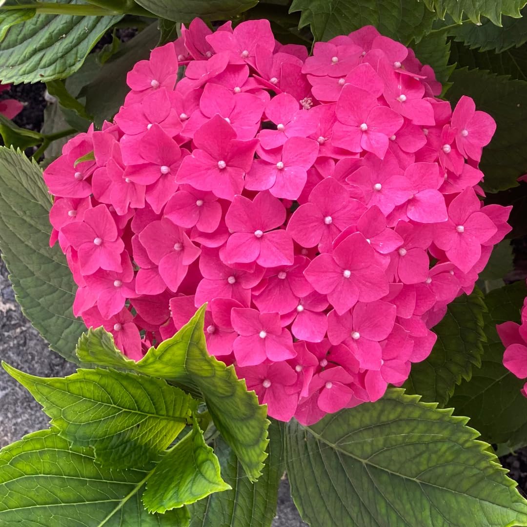 Amazon.com : Hydrangea Plant Live Tree, Pink to Blue Purple Color
