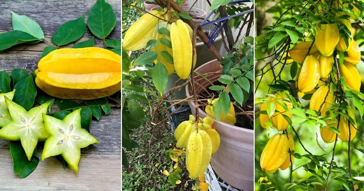 See full amazon price history chart for Sweet Star fruit All Season (Four Time Yearly) Carambola, Kamranga Grafted plant "Thailand Variety"(Fruit After 6 Month) Sweet Star fruit All Season (Four Time Yearly) Carambola, Kamranga Grafted plant "Thailand Variety"(Fruit After 6 Month) (B0CR1SL145) Amazon Price History, Amazon Price Tracker