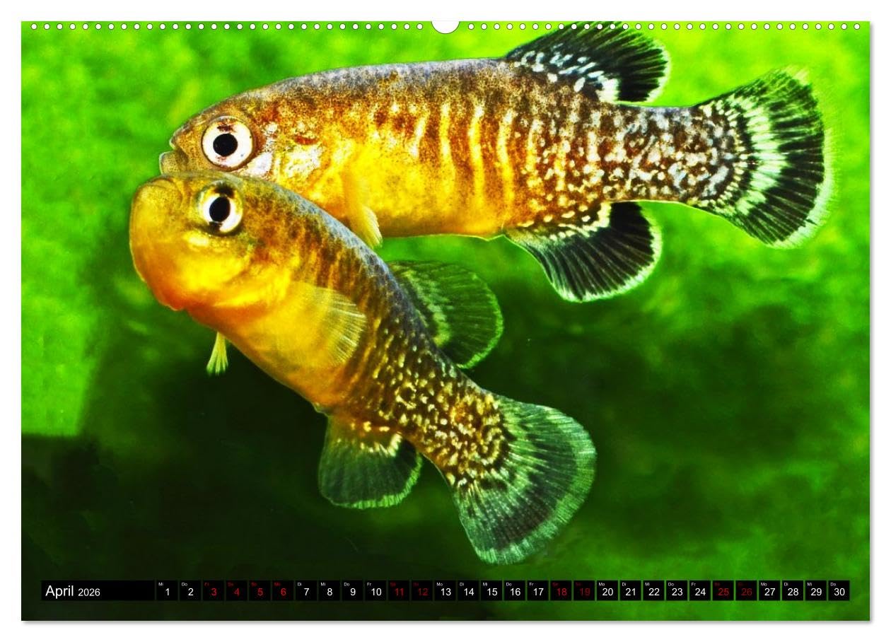 Outdoor-Aquaristik (Wandkalender 2026 DIN A2 quer), CALVENDO Monatskalender: Freiland-Fische für Terrasse, Balkon und Garten