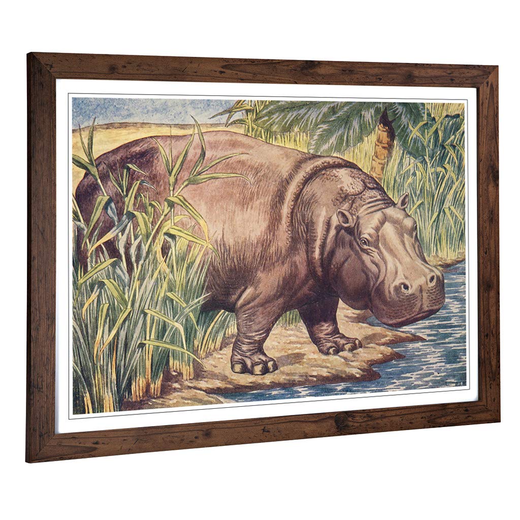 Big Box Art Framed Print of Vintage Percy J Billinghurst Hippopotamus Design | Wall Art Picture | Home Decor for Kitchen, Living Room, Bedroom, Hallway, Walnut, A2 / 24.5x18 Inch / 62x45cm