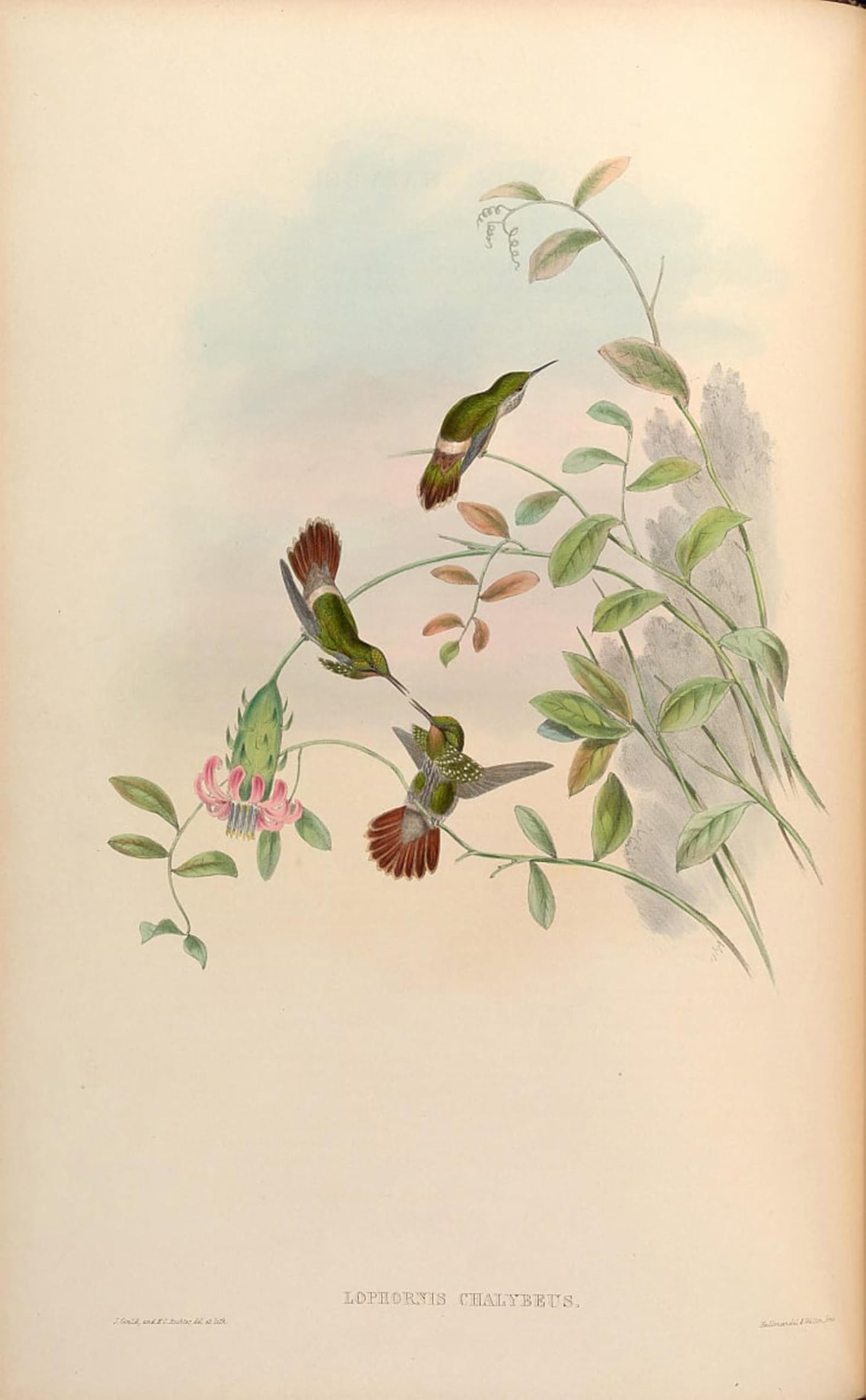 ARTXLXXBN Famous Art Print Poster Vintage Wall Art Animal Bird Lophornis Chalybaeus by John Gould Canvas Art Poster for Home Decor 60x90cm