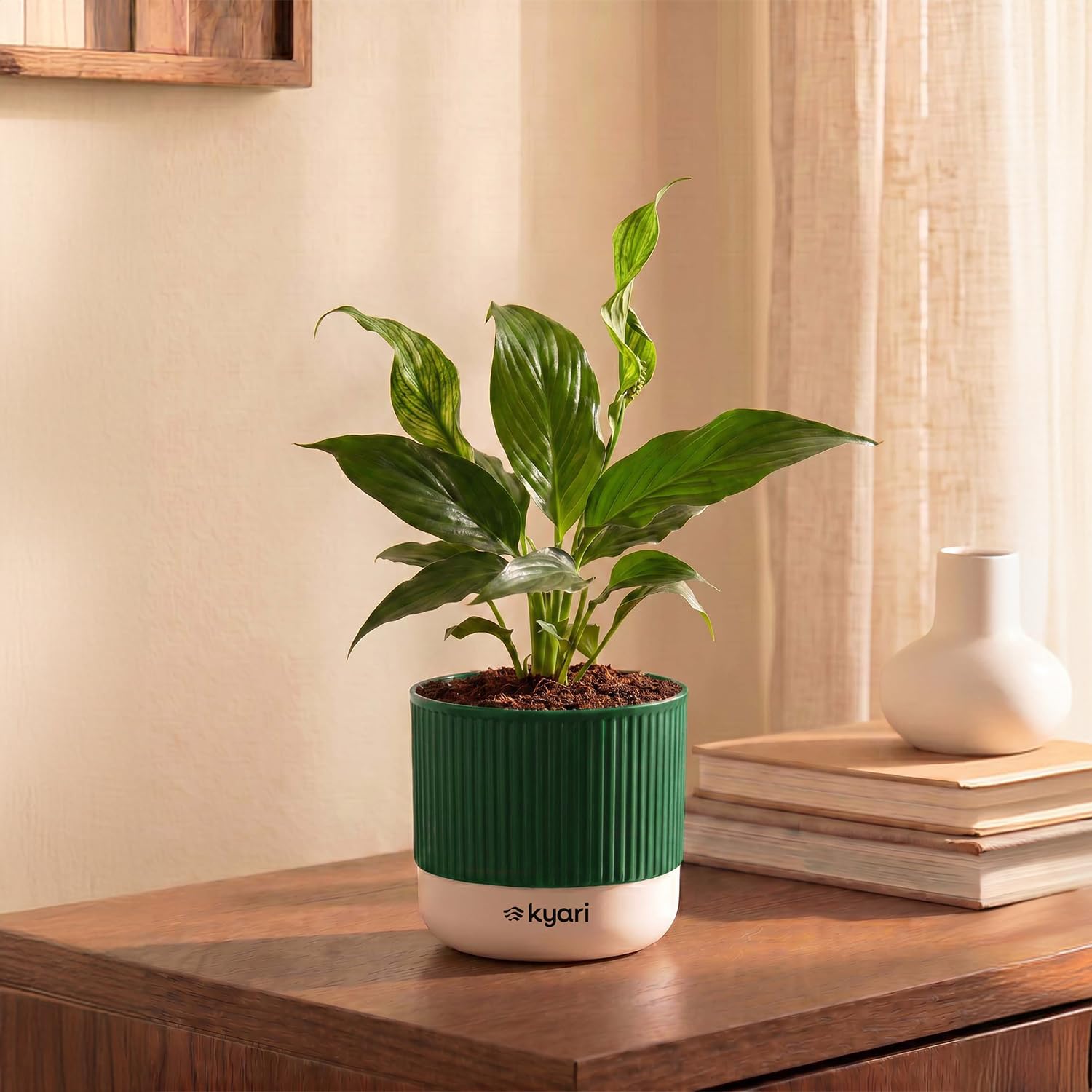 Kyari Peace Lily Live Plant with Green Self Watering Pot – Mylo 3.5 Inch-image-42