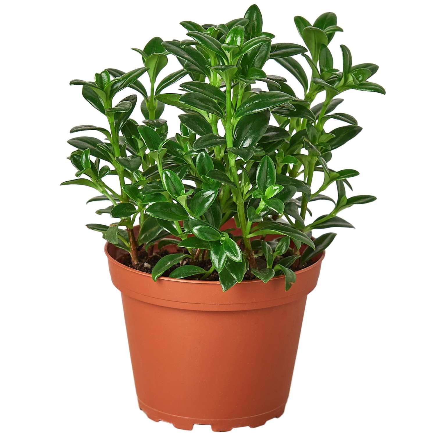 Nemetanthus Candy Corn Plant
