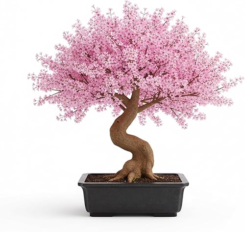 Miniatura 2 de Semillas de flor de cerezo japonés, semillas de bonsái, paquete de 30 semillas de árbol bonsái