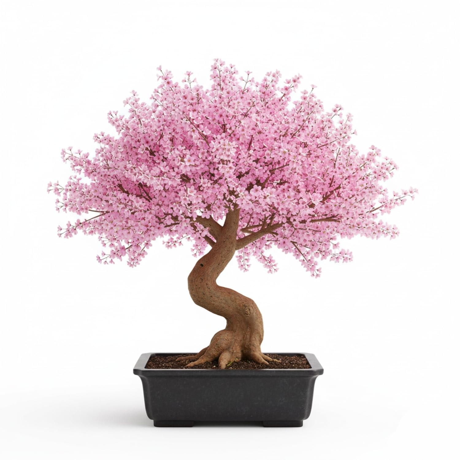 bambus fargesia asian wonder Fargesia scabrida Asian Wonder Bambus  2 Pflanzen  23cm 80cm Hhe 