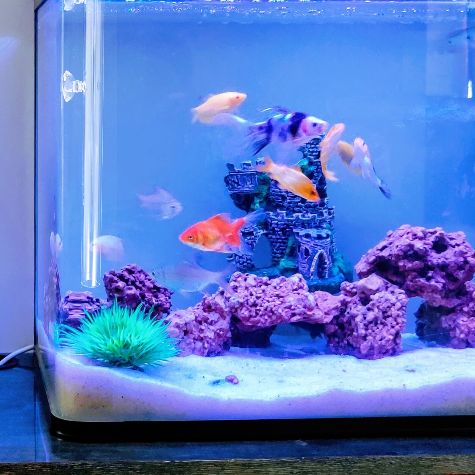 Tube D’Alimentation Transparent en Verre 40 Cm Coupelle Nourrissage Crevettes pour Aquarium Planté, Distributeur de Nourriture pour Poissons et Crevettes, Accessoire Aquarium