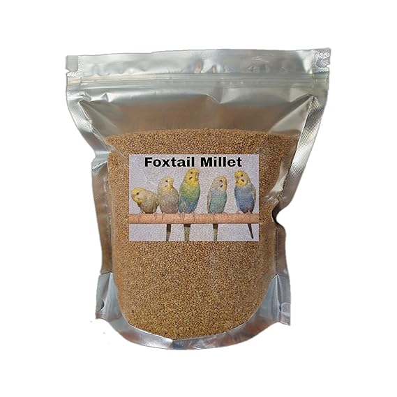 Foxtail Millet Kangni Bird Food Seeds Millet for Birds Amazon.in Pet