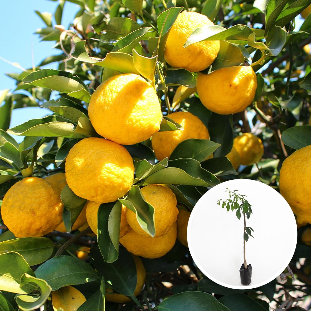 柚子の苗木(根無し) ¥650 柚子の木 約1.8m 現品発送 特大株 植木苗木 本ユズの木 本柚子 木頭