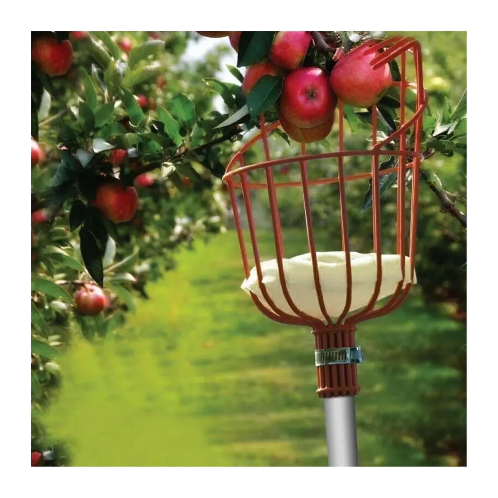 Obstpflücker, Obstpflücker, Korb, Apfel, Orange, Pflaume, Teleskopstange, for Zuhause, Obstgarten, Bauernhof, Garten