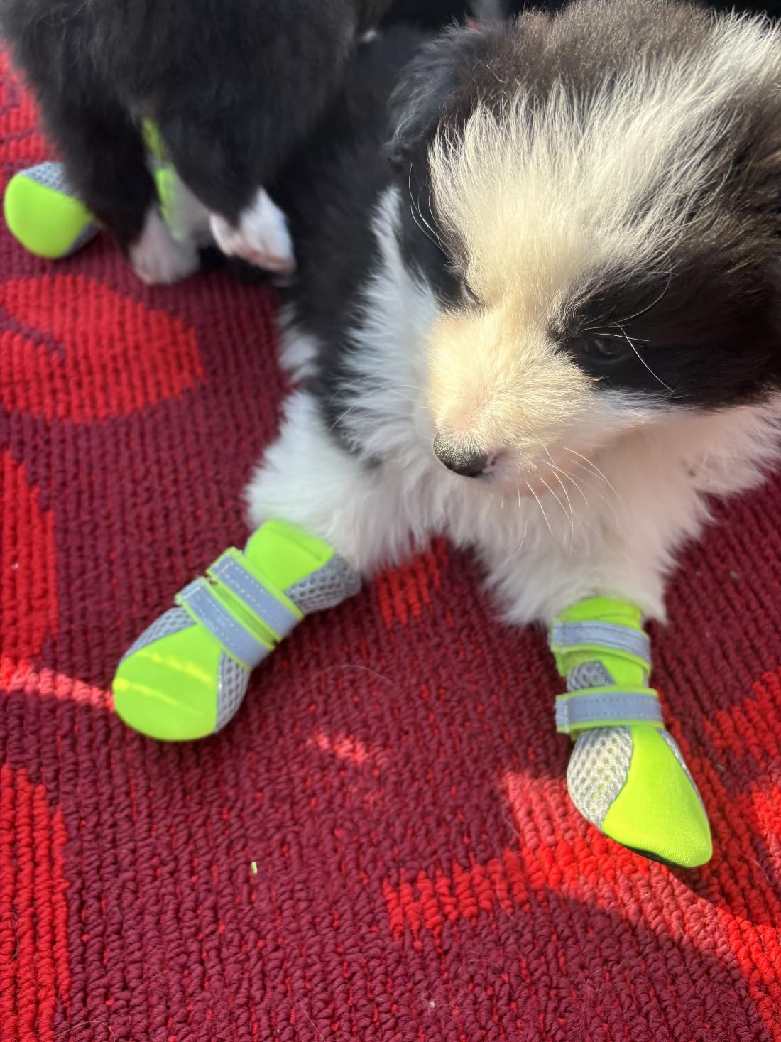 Puppy Soft Sole and Nonslip Mesh Boots, Dog Booties for Small Dogs, Dog Shoes with 2 Reflective Straps and Breathable Fabric, Set of 4, Bright Green Size X-Small