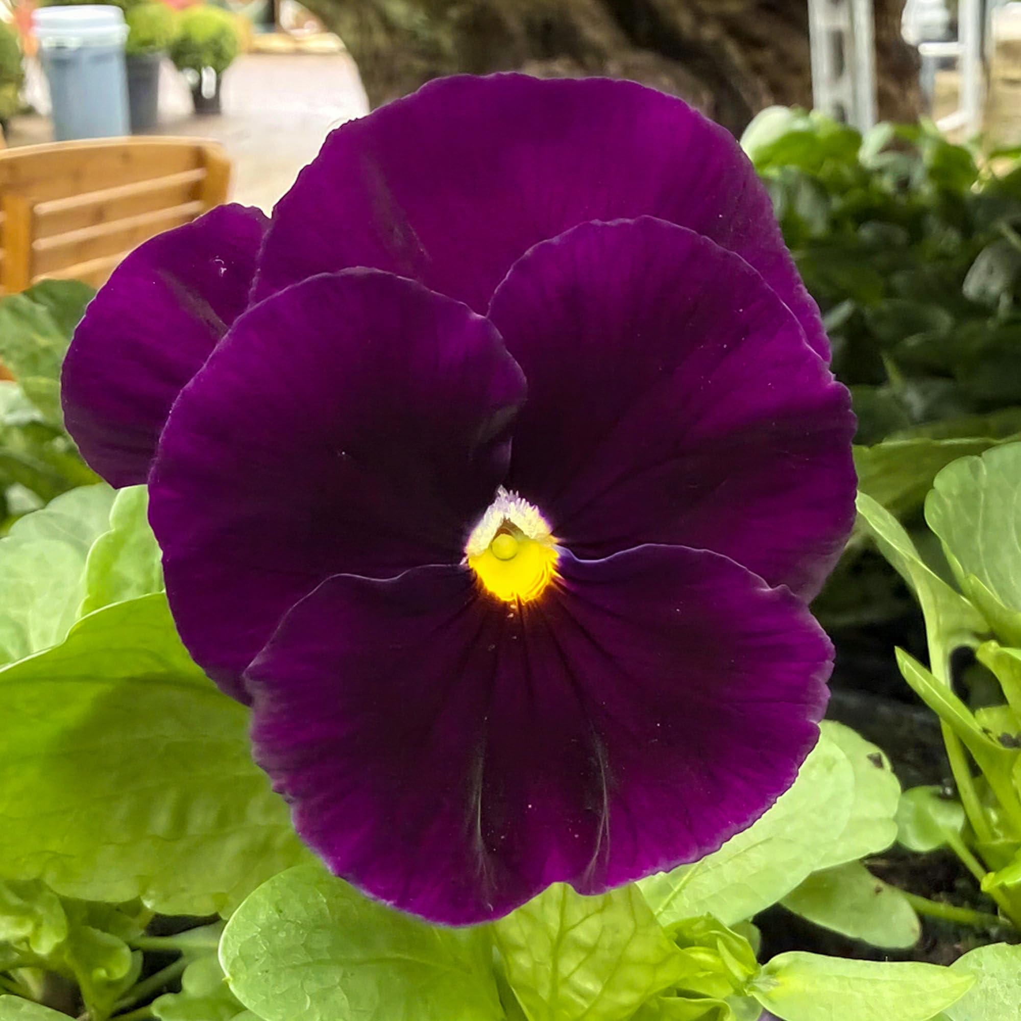 Jumbo Pure Violet Winter Pansy - Winter Plant for Outdoors Garden Ready - Hanging Basket Flowers Ready to Plant - Vibrant Large Purple Bedding Plants for the Coldest Months (9cm Pot, 6 Plants)