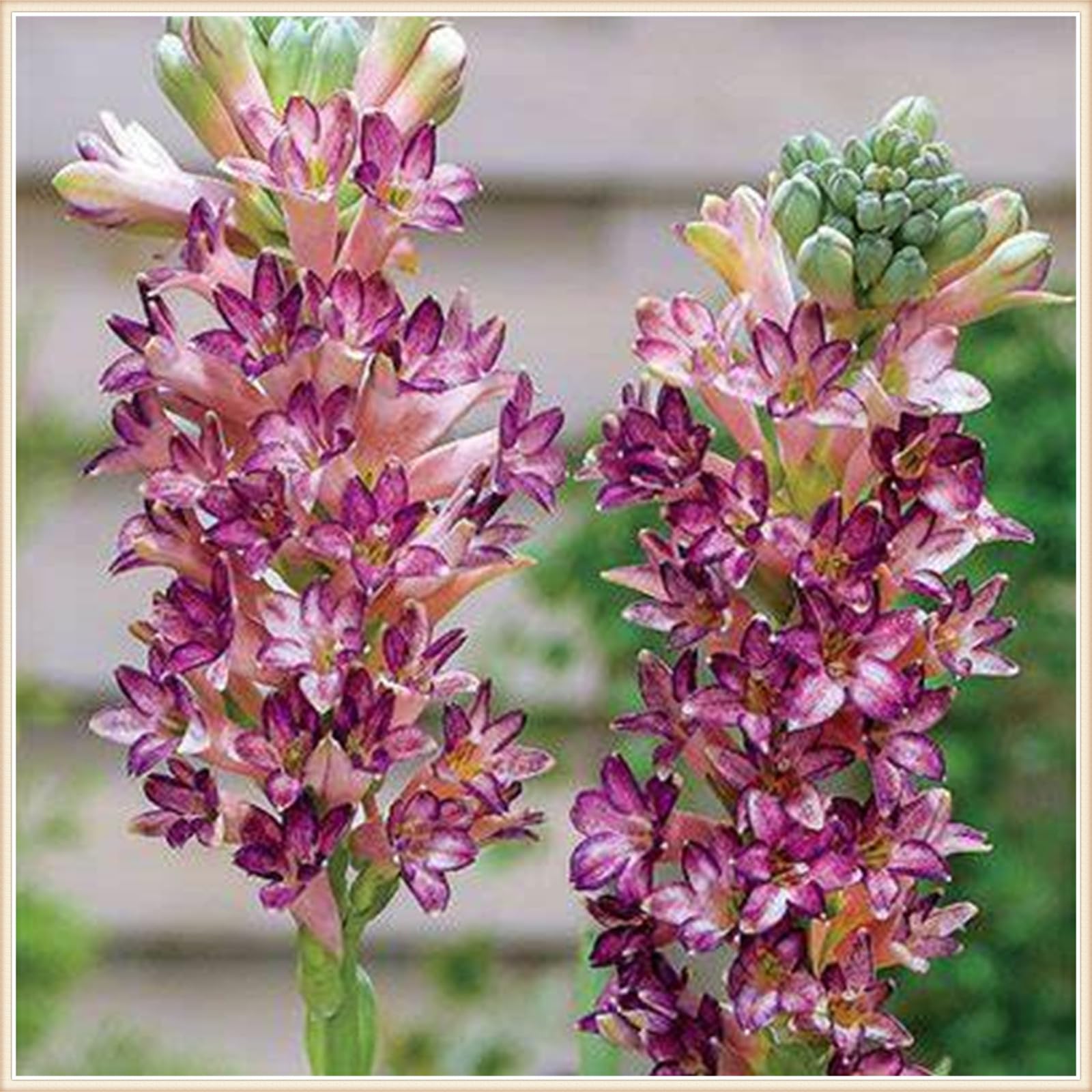 Easy Planting (Tuberose for Planting) Horticulture and Planting,Professional Planting-Fall or Spring Tubers-4bulbs-H