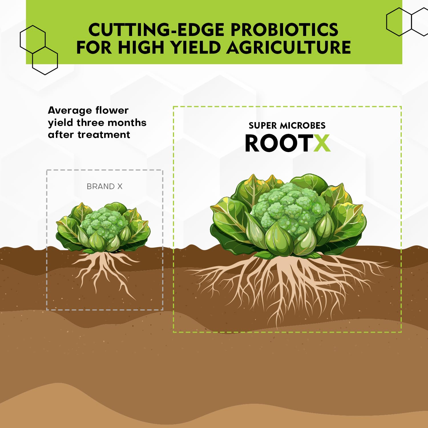 RootX - Premium Bewurzelungspulver für Stecklinge von Grünpflanzen | Speziell formuliert für blühende und knospende Pflanzen | Enthält Mykorrhizapilze, Trichoderma und andere nützliche Bakterien 150GR