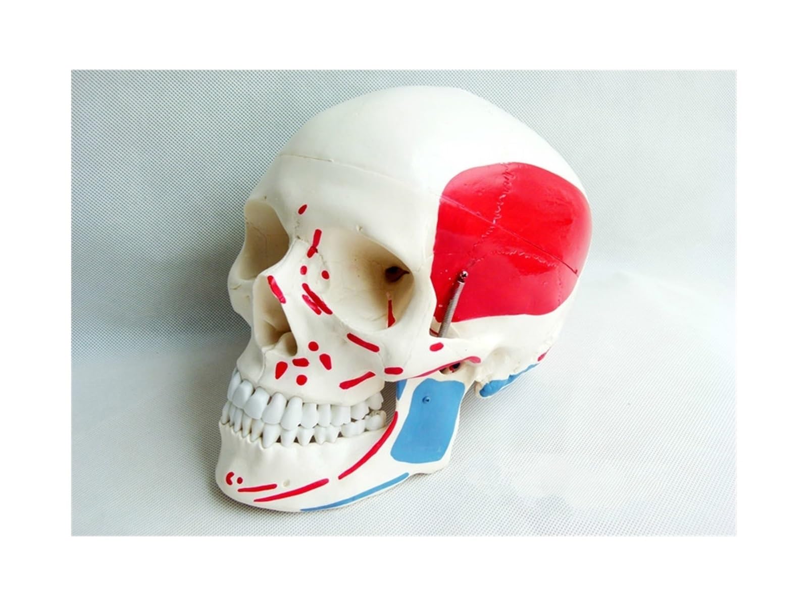 Anatomía de tamaño real, cráneo médico, hueso, Natural 1:1, coloración muscular, modelo anatómico humano