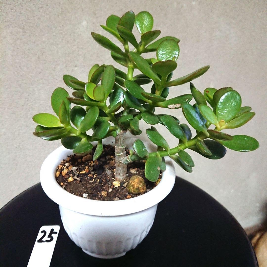 FRANZ フランツ フラワーベース 花瓶 クチナシ 国立故宮博物館 FRANZ