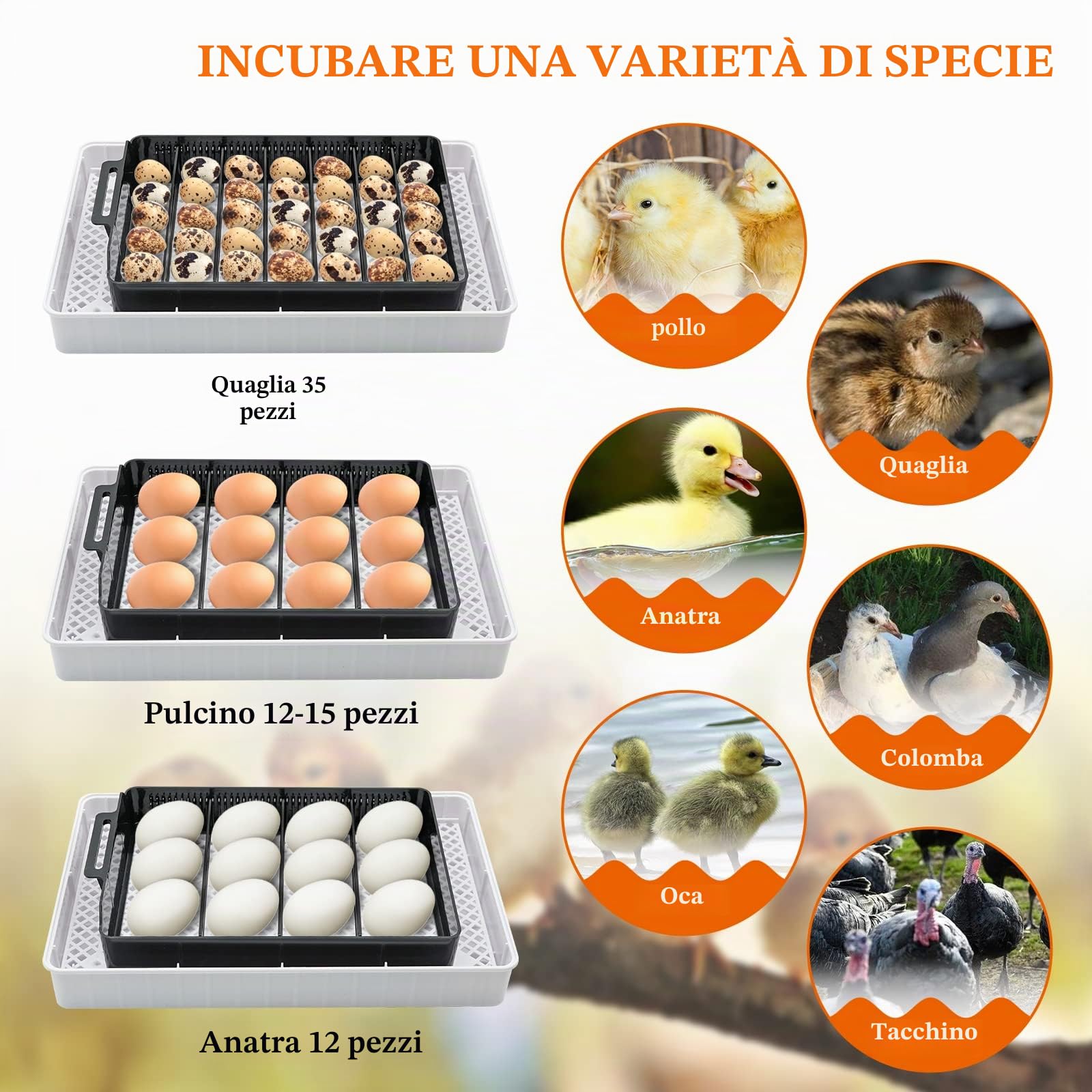 Incubatrice a 12 Uova con Inverter D'Uovo Automatico Integrato e Uova a Controllo Della Temperatura Rooter Di Pollame per Pollo di Quaglia Oca D'Anatra Piccione Uccello (Eu Plug)