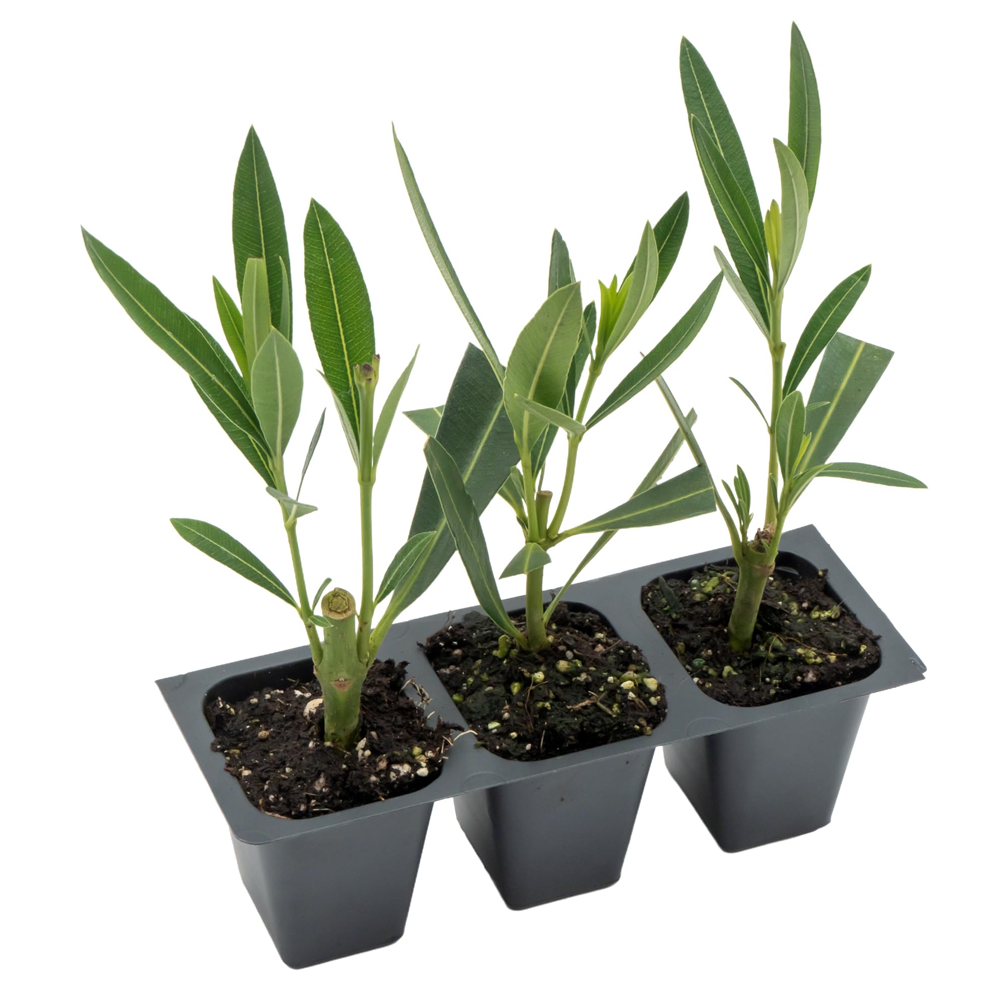 3 White Oleander in 2.5” Nursery Cubes (Sister Agnes Nerium Oleander) | Fast-Growing Evergreen Flowering Shrub for Hedges, Privacy Screens, and Borders | Ready-to-Plant Live Starter Plants