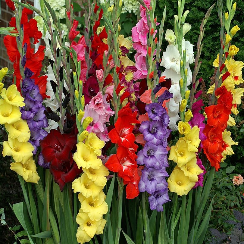 Mixed Gladiolus Flower Bulbs - 50 Bulbs Assorted Colors, Jumbo 12/+ cm Size Bulbs, Extended Bloom Time