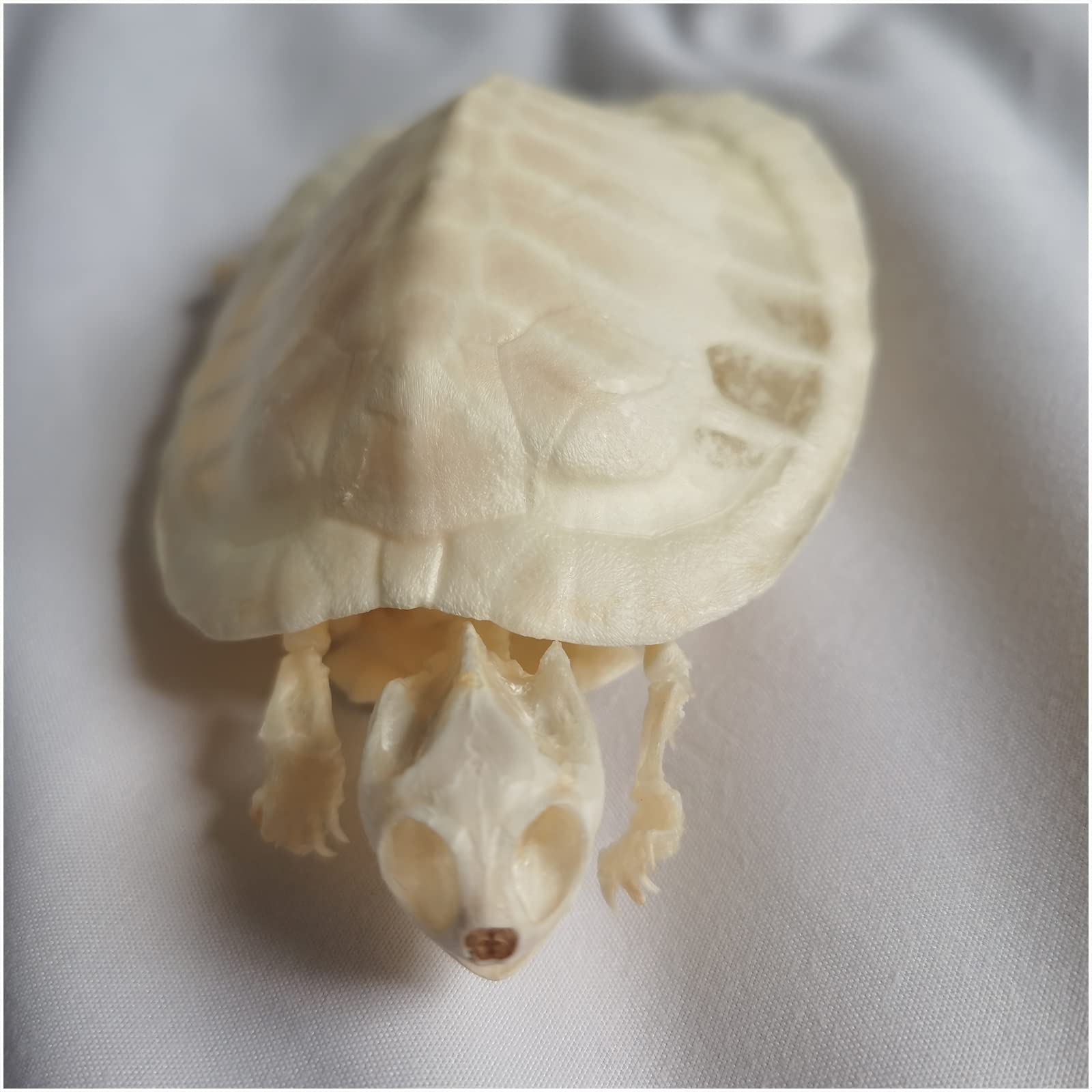 Amazon.co.jp: 海獣 カメ 骨格標本 動物の骨模型 剥製 理科教室 理科