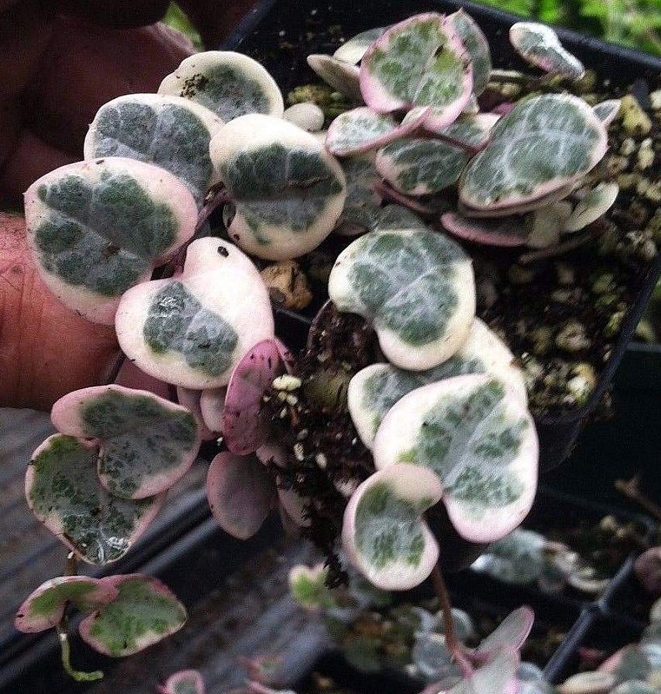 Amazon.com : Pearl Moon Rosary Vine - Ceropegia woodii Pretty Pk- String of  Hearts - 2.5" Pot : Patio, Lawn & Garden