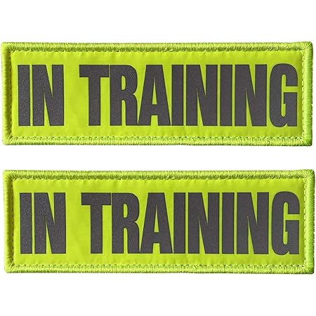 dog in training patch