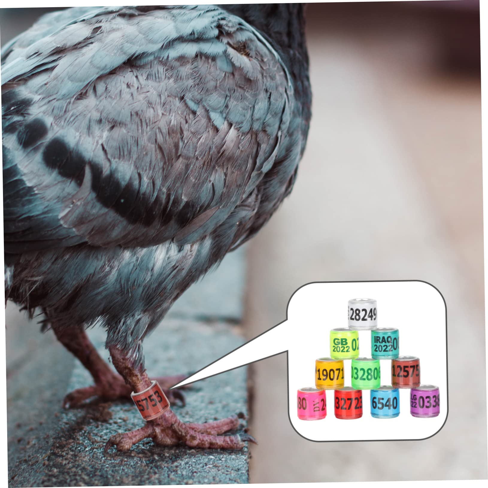 BESPORTBLE 300pezzi Anelli Identificativi Alluminio per Piccioni e Uccelli Fasce Colorate per Allenamento e Monitoraggio per Pappagalli e Pollame