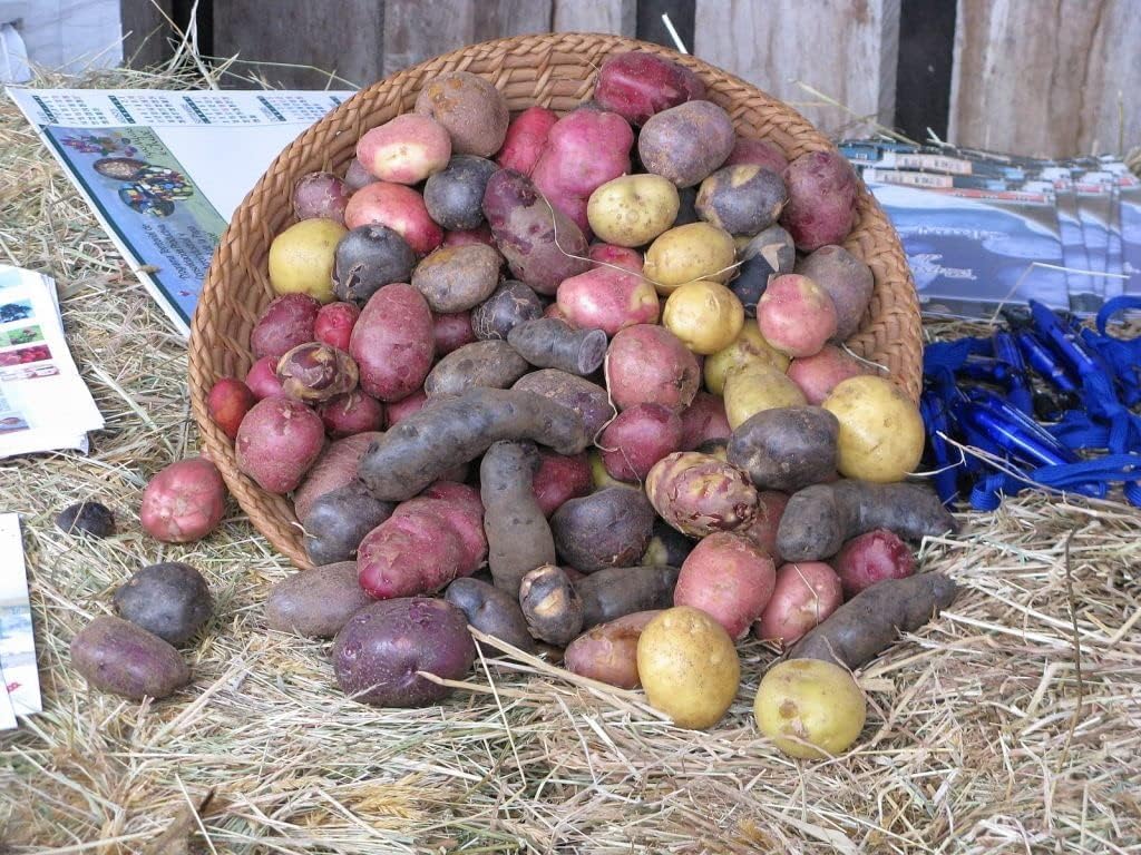 Vegetales